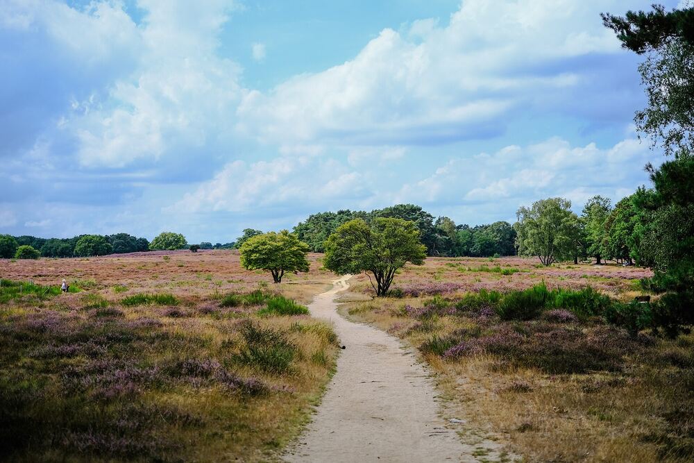 Bloeiende heide met wandelpad op de Tafelbergheide