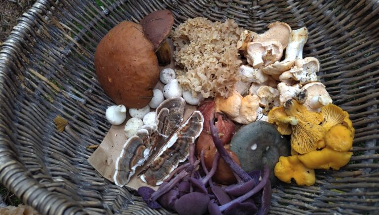 Eetbare paddenstoelen zoeken in het Gooise bos — Eten in het Gooi
